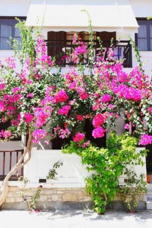 Hotel Angeliki34